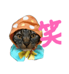 みかんかぶり猫 さばお太郎と銀鮭二郎（個別スタンプ：10）