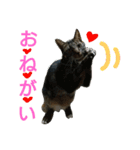 みかんかぶり猫 さばお太郎と銀鮭二郎（個別スタンプ：11）