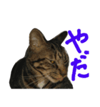 みかんかぶり猫 さばお太郎と銀鮭二郎（個別スタンプ：12）