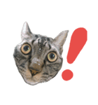 みかんかぶり猫 さばお太郎と銀鮭二郎（個別スタンプ：13）