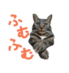 みかんかぶり猫 さばお太郎と銀鮭二郎（個別スタンプ：15）
