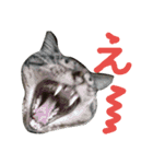 みかんかぶり猫 さばお太郎と銀鮭二郎（個別スタンプ：16）