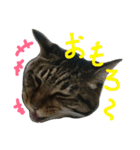 みかんかぶり猫 さばお太郎と銀鮭二郎（個別スタンプ：19）