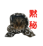 みかんかぶり猫 さばお太郎と銀鮭二郎（個別スタンプ：21）