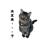 みかんかぶり猫 さばお太郎と銀鮭二郎（個別スタンプ：22）