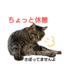 みかんかぶり猫 さばお太郎と銀鮭二郎（個別スタンプ：23）