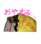 みかんかぶり猫 さばお太郎と銀鮭二郎（個別スタンプ：24）