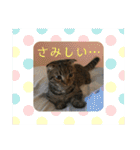 猫太のつぶやき③（個別スタンプ：7）