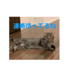 猫太のつぶやき③（個別スタンプ：14）