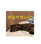 猫太のつぶやき③（個別スタンプ：28）