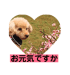 トイプードルと猫ちゃん 挨拶丁寧語（個別スタンプ：3）