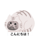 トイプードルと猫ちゃん 挨拶丁寧語（個別スタンプ：5）
