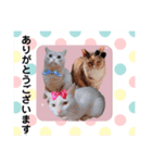 トイプードルと猫ちゃん 挨拶丁寧語（個別スタンプ：6）