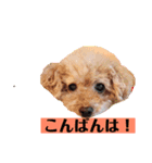 トイプードルと猫ちゃん 挨拶丁寧語（個別スタンプ：7）