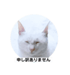 トイプードルと猫ちゃん 挨拶丁寧語（個別スタンプ：8）