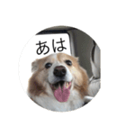 りんちゅわん（個別スタンプ：3）