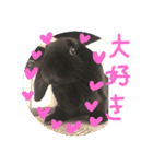 ロップスタンプ♬（個別スタンプ：2）