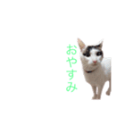 こたろうの成長（個別スタンプ：3）