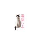 こたろうの成長（個別スタンプ：5）