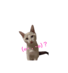 こたろうの成長（個別スタンプ：9）