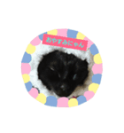 黒子猫のチョコちゃんです（個別スタンプ：1）