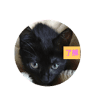 黒子猫のチョコちゃんです（個別スタンプ：2）