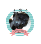 黒子猫のチョコちゃんです（個別スタンプ：3）