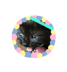 黒子猫のチョコちゃんです（個別スタンプ：5）