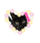 黒子猫のチョコちゃんです（個別スタンプ：6）