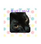 黒子猫のチョコちゃんです（個別スタンプ：7）