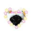 黒子猫のチョコちゃんです（個別スタンプ：8）