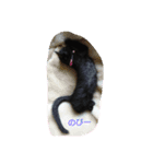 黒子猫のチョコちゃんです（個別スタンプ：10）