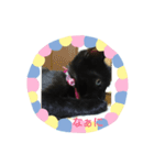 黒子猫のチョコちゃんです（個別スタンプ：12）
