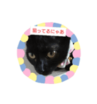 黒子猫のチョコちゃんです（個別スタンプ：13）
