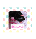 黒子猫のチョコちゃんです（個別スタンプ：14）