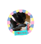 黒子猫のチョコちゃんです（個別スタンプ：15）