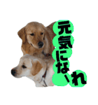 ふぅちゃんとお友達（個別スタンプ：30）