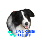 アレックスと一緒（個別スタンプ：15）