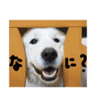 べあ①（個別スタンプ：3）