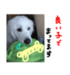 べあ①（個別スタンプ：4）