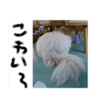 べあ①（個別スタンプ：6）