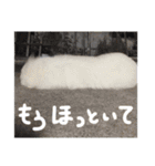 べあ①（個別スタンプ：12）