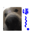 べあ①（個別スタンプ：14）