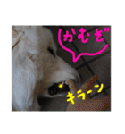 べあ①（個別スタンプ：16）