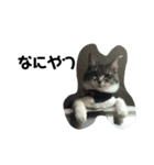 猫の日常のスタンプです。（個別スタンプ：4）