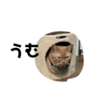 猫の日常のスタンプです。（個別スタンプ：7）