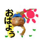 フトアゴヒゲトカゲのこんぶ君（個別スタンプ：1）