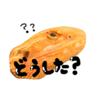 フトアゴヒゲトカゲのこんぶ君（個別スタンプ：12）