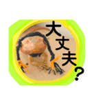 フトアゴヒゲトカゲのこんぶ君（個別スタンプ：24）