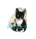 あおとあんずの日常2（個別スタンプ：3）
